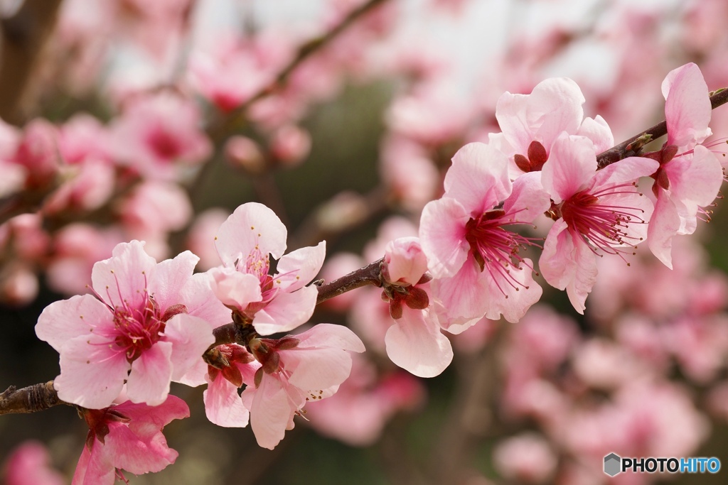 昨春の桜