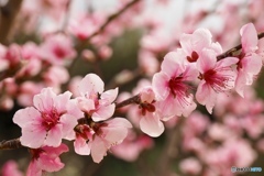 昨春の桜