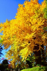 谷中の大銀杏①