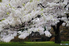 桜週間⑥−3「心の美しさ」〜アマギヨシノ