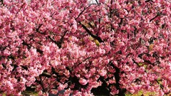 Full bloom①