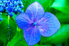 装飾花