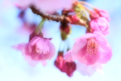 三番手の桜