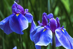 花菖蒲(浦安の舞)