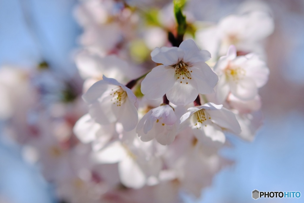 SAKURA