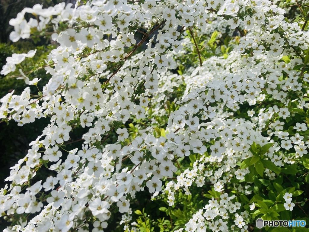 ユキヤナギ