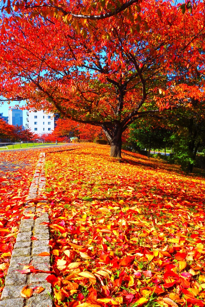 Fallen cherry leaves