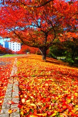 Fallen cherry leaves