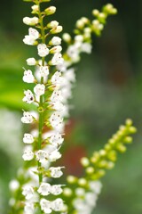 小さな花弁