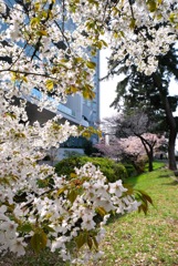 外濠の桜並木③