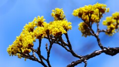 春黄金花(山茱萸)