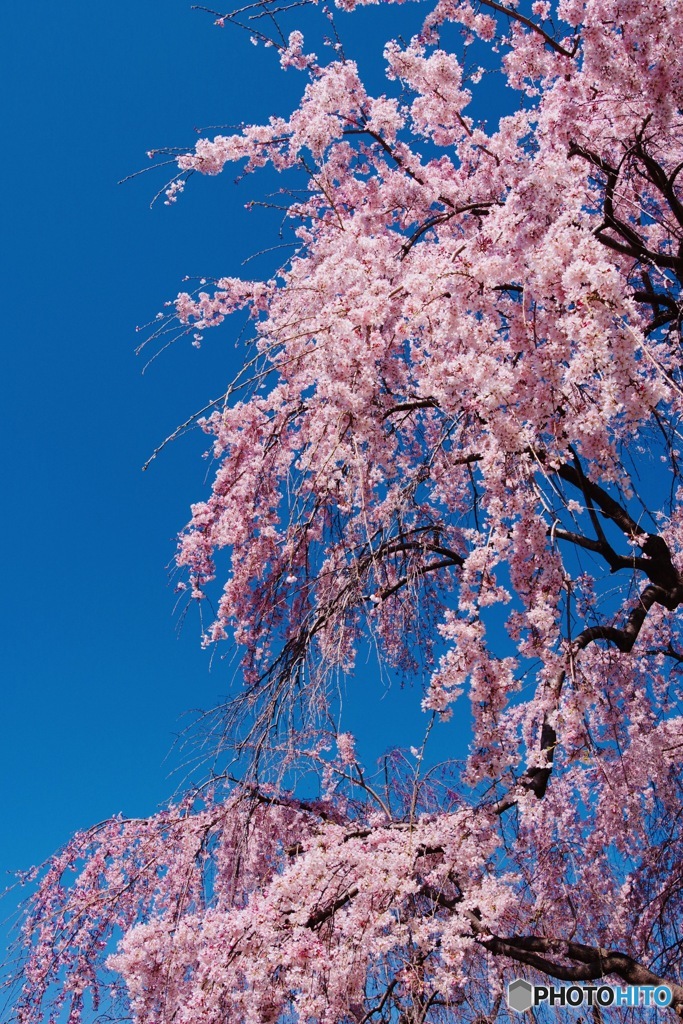 桜週間⑤−2