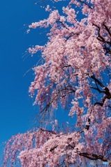 桜週間⑤−2