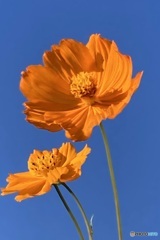 元気いっぱいの姿