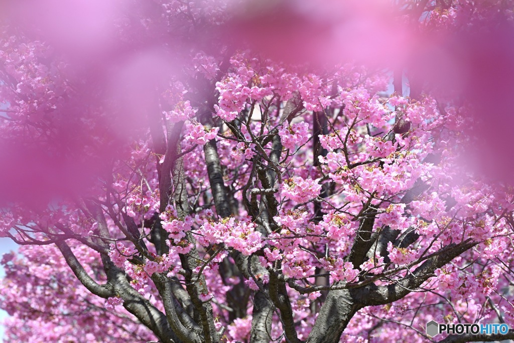 Cherry-blossom color①