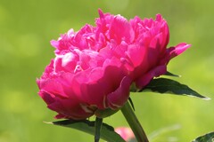 芍薬(尽日の楽)