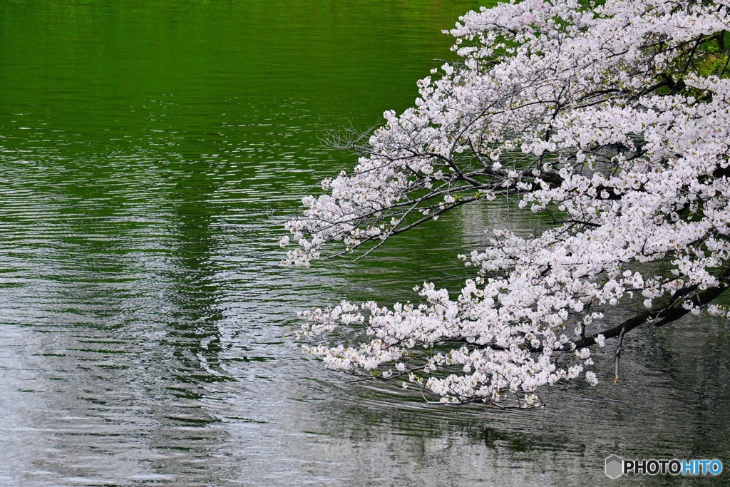 桜雨④