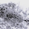 Somei Yoshino・monochrome(film)②