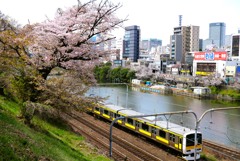 外濠の桜並木①