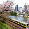 外濠の桜並木①