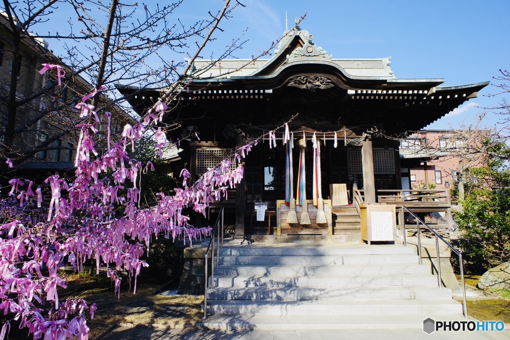 河津桜で縁結び祈願