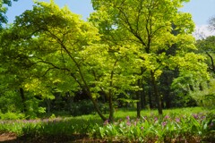 紫蘭咲く頃