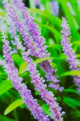 Summer muscari