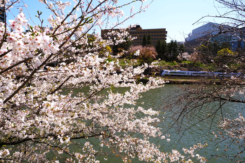 外濠の桜②