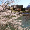 外濠の桜②