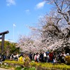 お花見は大混雑