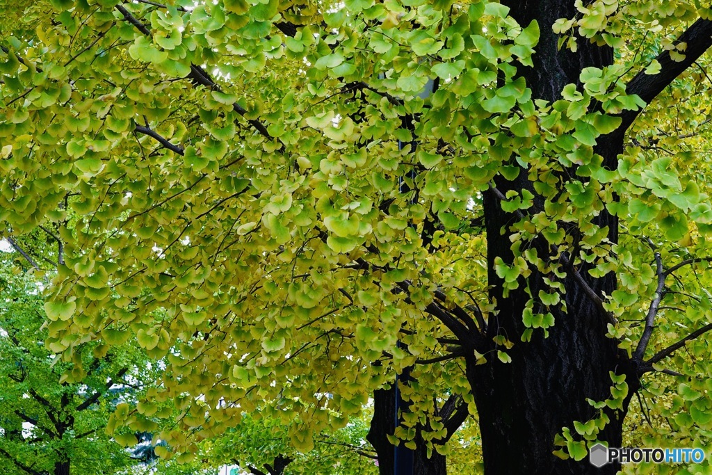 公園の並木路