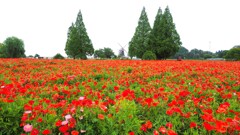 初夏の花畑