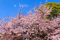 上野の寒桜