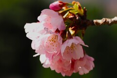 心の美②