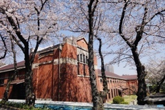 三河島の桜