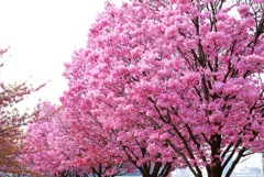 Yoko cherry full bloom