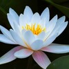 潔白