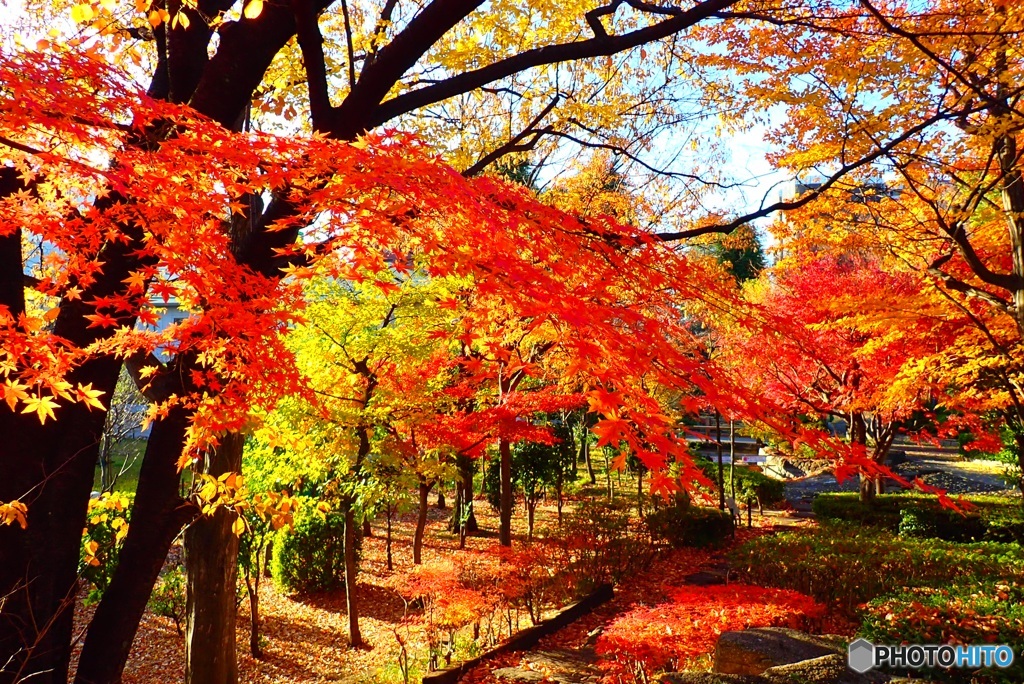 Autumn leaves②