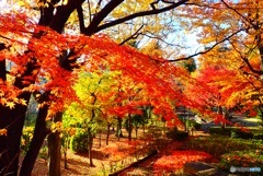 Autumn leaves②
