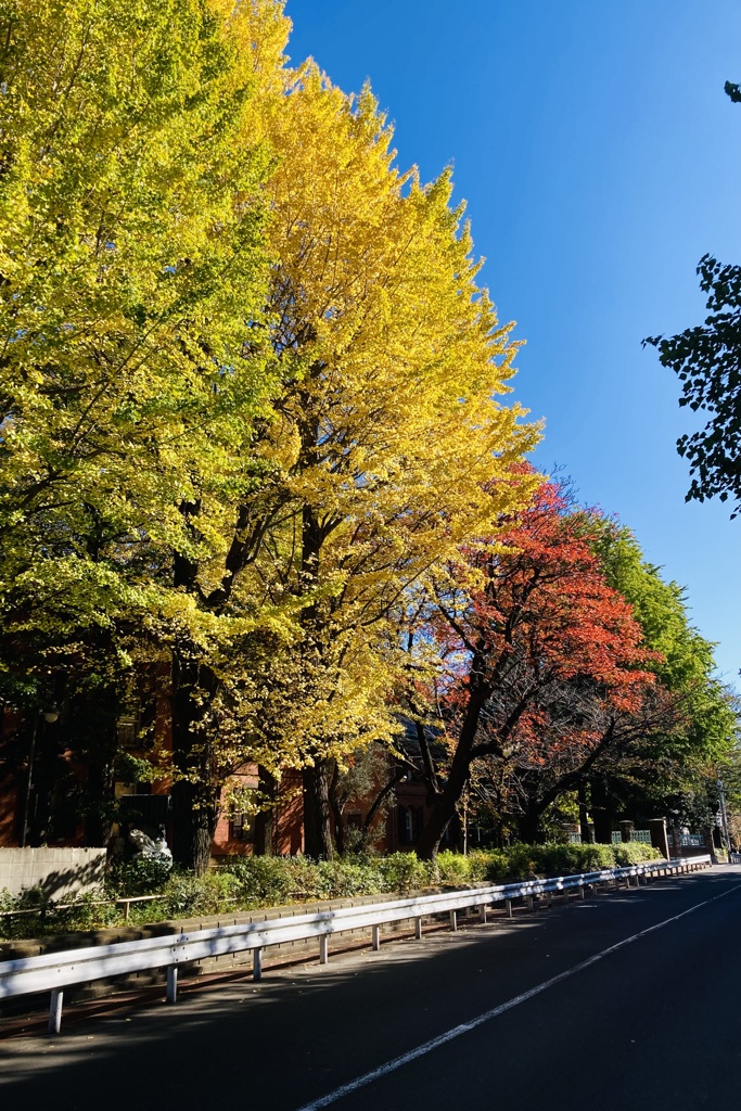 黄と紅