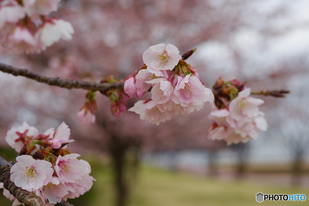 「心の美」〜大寒桜②