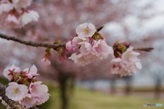 「心の美」〜大寒桜②