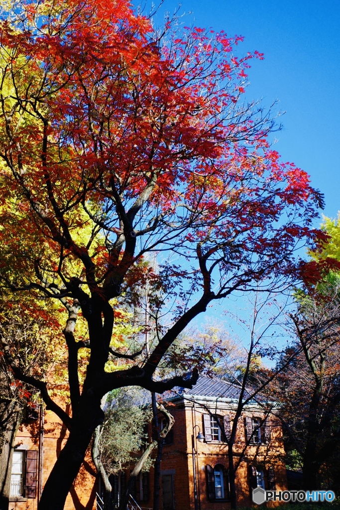 櫨の紅葉