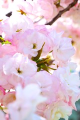 八重の魅力・"福禄寿"