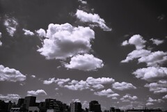 台風一過の朝③（モノクローム）