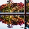 床モミジ紅葉リフレクション