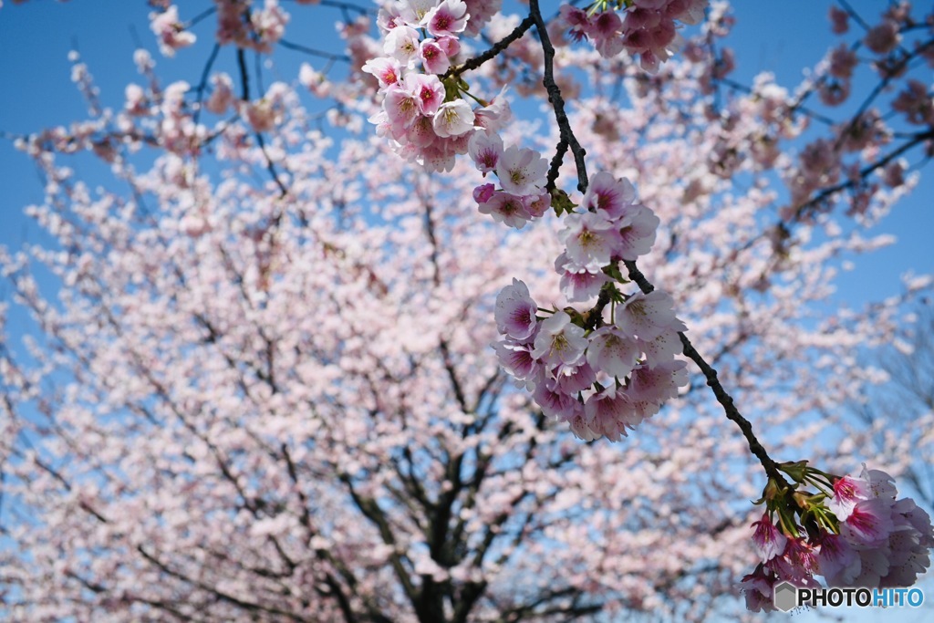 Cherry blossoms②