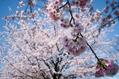 Cherry blossoms②