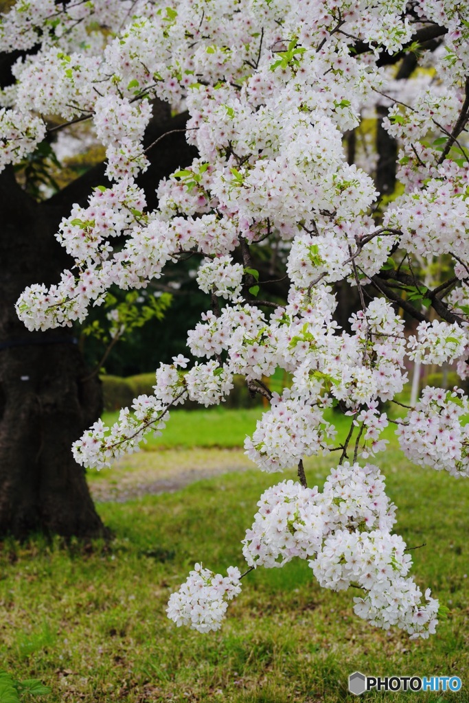 桜週間⑦–1「心の美しさ」〜アマギヨシノ