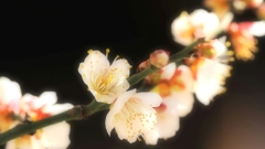 立春を迎える②